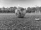 A football in grayscale