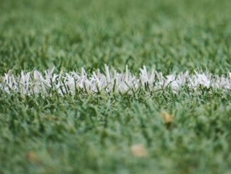 white and green grass during day